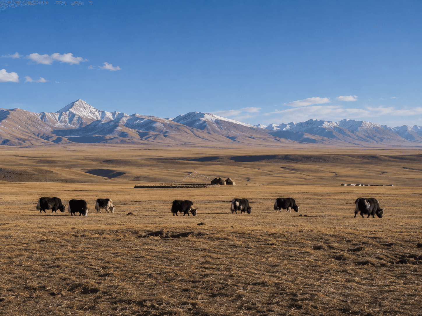 Changthang Valley