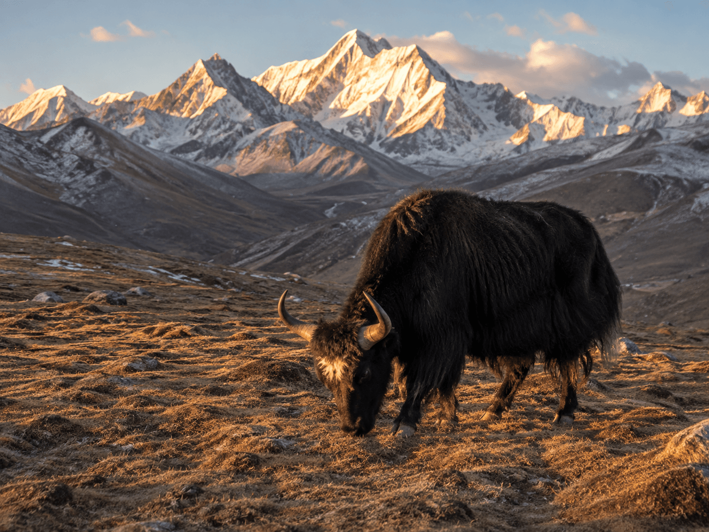 Yak grazing in Himalayan highlands